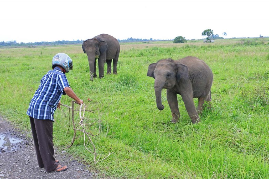 gajah - taman nasional way kambas - yopie pangkey - 12