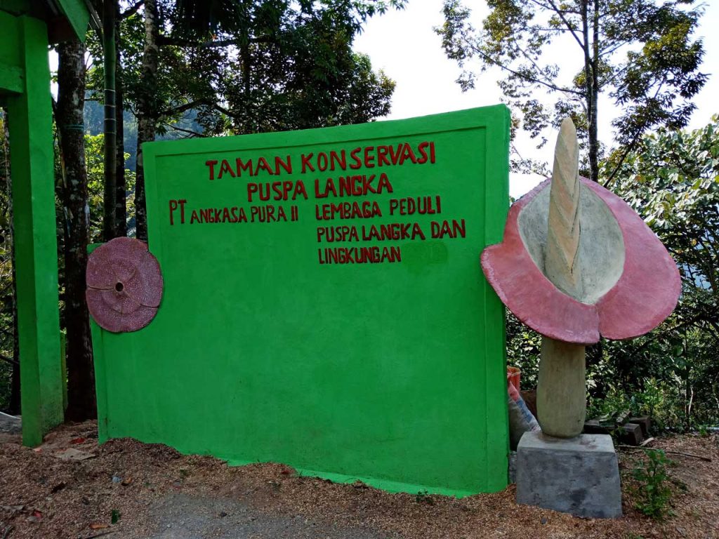 Lokasi Bunga Bangkai Bengkulu - Taman Konservasi Puspa Langka - Yopie Pangkey 10