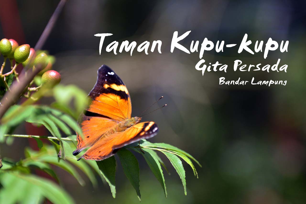 Taman kupu-kupu Gita Persada - Yopie Pangkey - 11