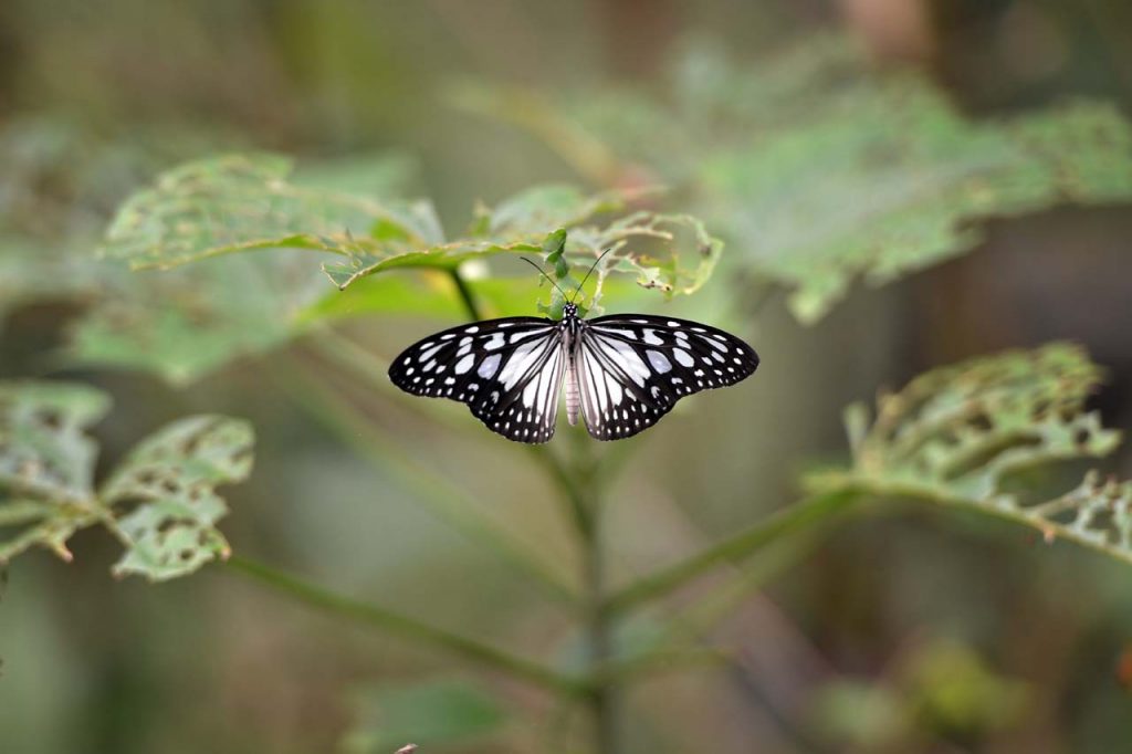 Taman kupu kupu Gita Persada - Yopie Pangkey - 7
