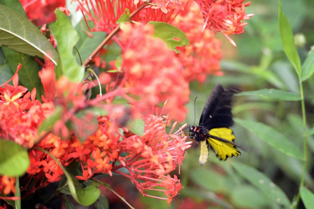 Taman kupu kupu Gita Persada - Yopie Pangkey - 8