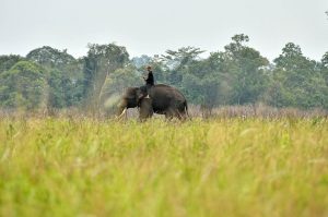 gajah - taman nasional way kambas - yopie pangkey - 4