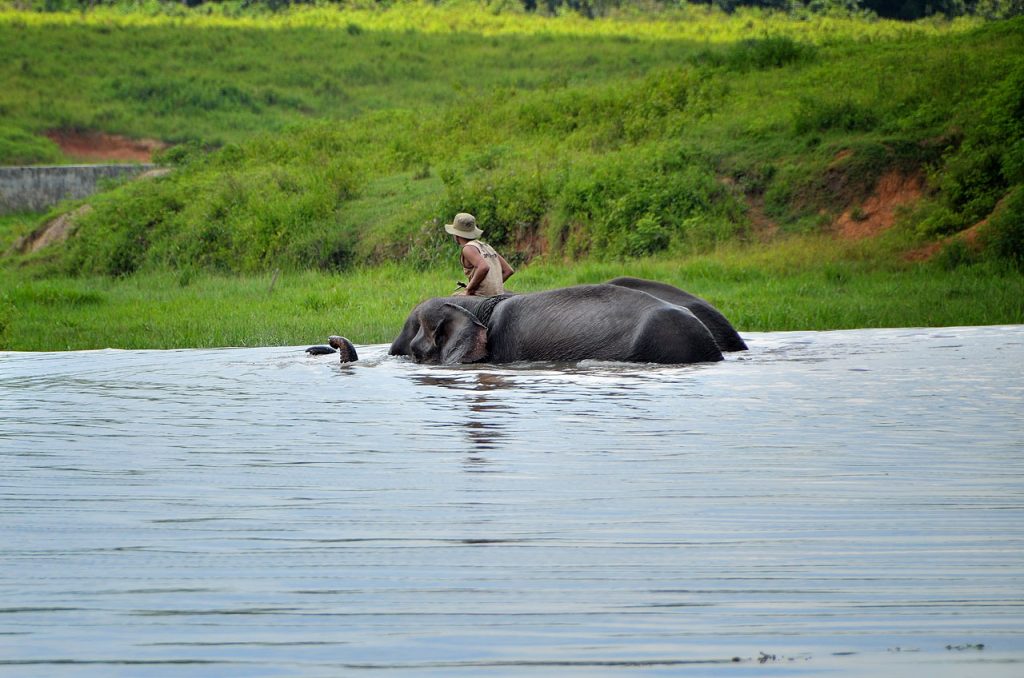 gajah - taman nasional way kambas - yopie pangkey - 7