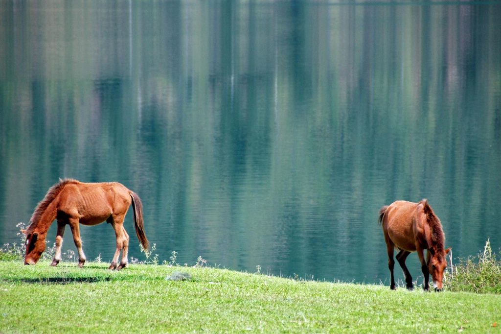 kuda astaga - tempat wisata di takengon - aceh tengah - yopie pangkey