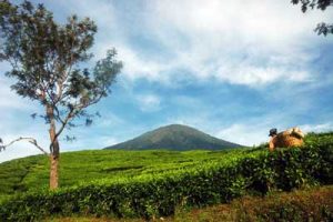 wisata kebun teh gunung dempo - tempat wisata di sumatera selatan - yopie pangkey