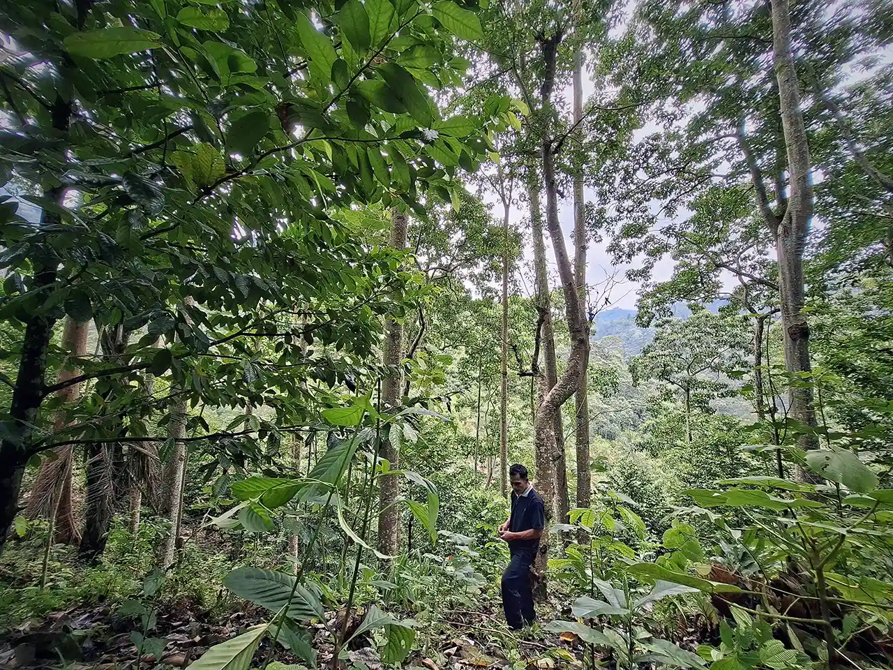 Foto Gambar Agroforestri Kebun Hutan Kemiri di Bumiayu Babakan Loa - Yopie Pangkey 2