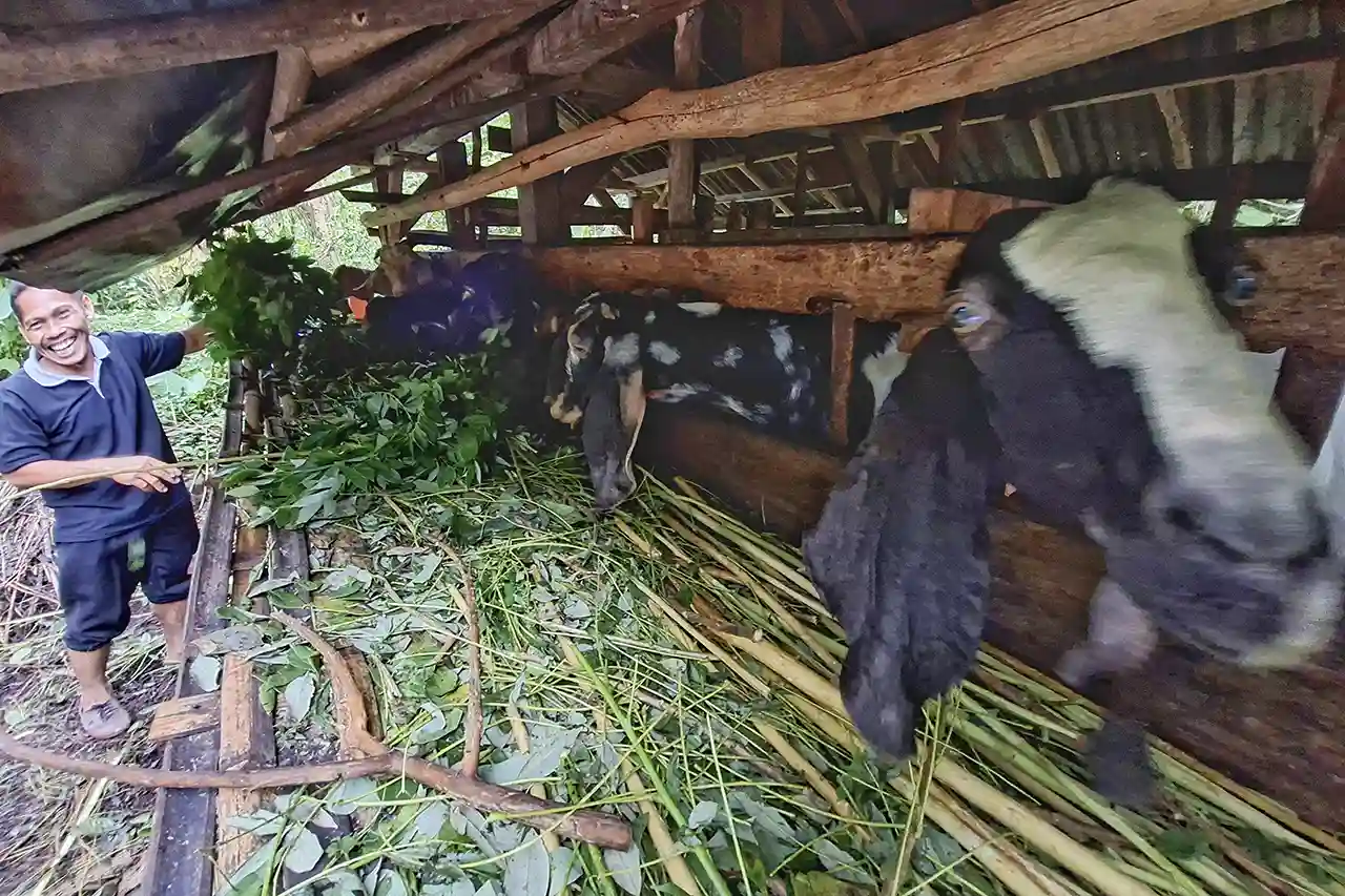 Foto Gambar ternak kambing Register 21 Bumiayu Babakan Loa - Yopie Pangkey 5