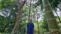 Foto Hutan yang Pulih Waktu yang Kembali Catatan dari Desa Bangun Rejo - Agroforestri - Yopie Pangkey 2