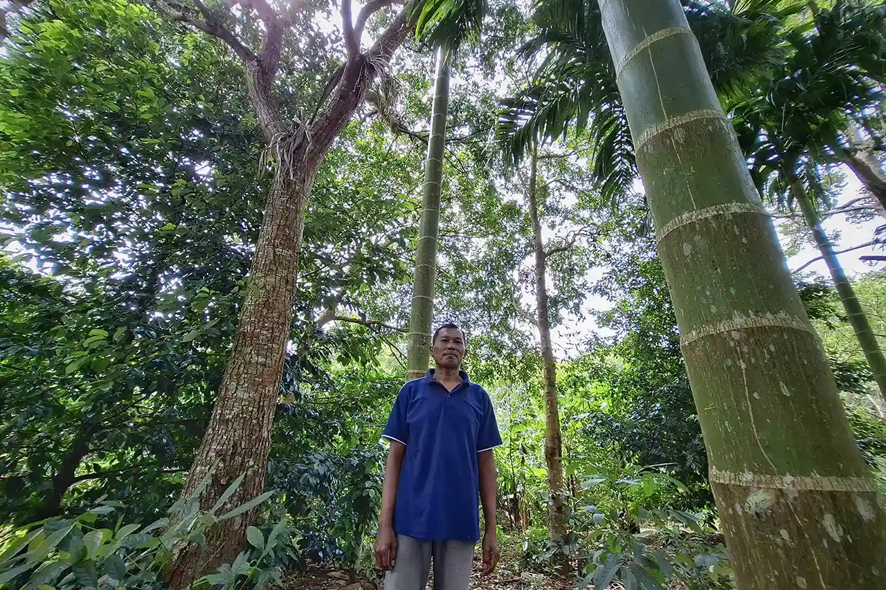Foto Hutan yang Pulih Waktu yang Kembali Catatan dari Desa Bangun Rejo - Agroforestri - Yopie Pangkey 2